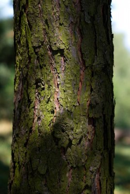 Pinus pungens - borovice pichlavá - borka
